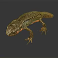 Dark Gray Salamander With Red Accents On Limbs And Textured Skin