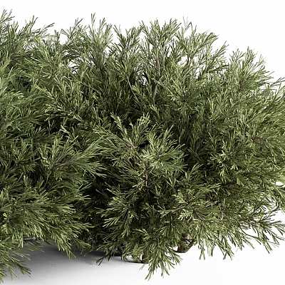 Lush Green Shrub With Dense Foliage And Fine Needle Like Leaves 3d model