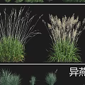 Different Types of Garden Grasses Including Hakone Grass Lavender Wild Bluegrass and Wild Oat