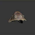 Orange Brown Spotted Aquatic Fish With Flat Body Large Eyes On Dark Reflective Background