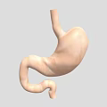 Game And Movie Stomach Character 3D Model With Realistic Anatomical Design Details