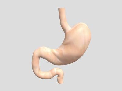 Game And Movie Stomach Character 3D Model With Realistic Anatomical Design Details 3d model