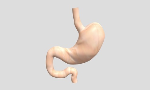 Stomach Human Organs Internal Organs Anatomy 3d model