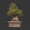 Lush Foliage Bonsai Tree With Thick Trunk In Square Pot And Yellow Pebbles