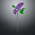 Purple Lilac Plant with Green Leaves and Slender Stem Against Gray Background