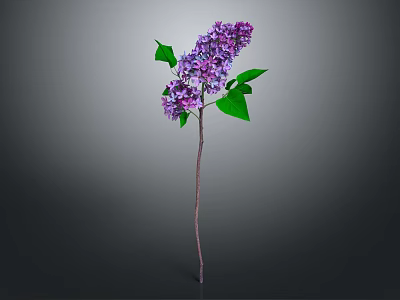 Purple Lilac Plant with Green Leaves and Slender Stem Against Gray Background 3d model