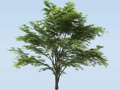 Lush Green Arbor with Spreading Branches and Clear Trunk Against Blue Sky 3d model