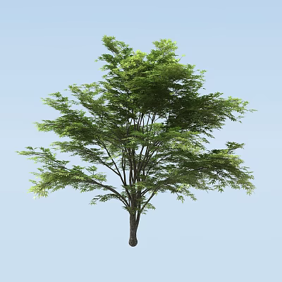Lush Green Arbor with Spreading Branches and Clear Trunk Against Blue Sky 3d model