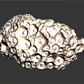 Textured Natural Shell Specimen With Honeycomb Pattern And Brown Irregular Surface