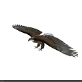 Bald Eagle Flying With Spread Brown Wings And Sharp Talons 3d model