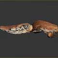 Fresh Orange Edible Mushrooms on Dark Background with Vibrant Color and Natural Texture