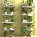 Various Potted Bonsai Plants on Metal Shelves with Green Wall Background