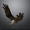 Majestic Eagle With White Head And Brown Wings Spreading In Flight