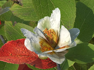 Blooming White Flower With Yellow Stamens Surrounded By Green And Red Leaves 3d model