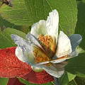 Blooming White Flower With Yellow Stamens Surrounded By Green And Red Leaves