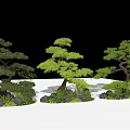Three Arbor Trees In Garden Landscape With Stones And Green Plants