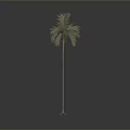 Isolated Palm Tree With Slender Trunk And Brownish Leaves Against Gray Black Gradient Background