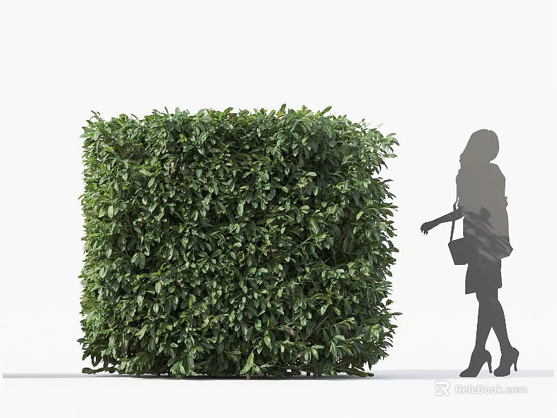 Lush Green Square Shaped Boxwood Bush Beside Woman Silhouette In Outdoor Area 3d model 