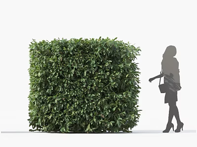 Lush Green Square Shaped Boxwood Bush Beside Woman Silhouette In Outdoor Area 3d model