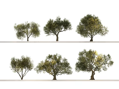 Six Olive Trees in Various Shapes Arranged in Two Rows on White Background 3d model
