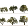 Six Olive Trees in Various Shapes Arranged in Two Rows on White Background