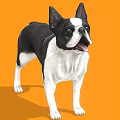 Boston Terrier Dog With Black And White Coat Standing On Orange Background