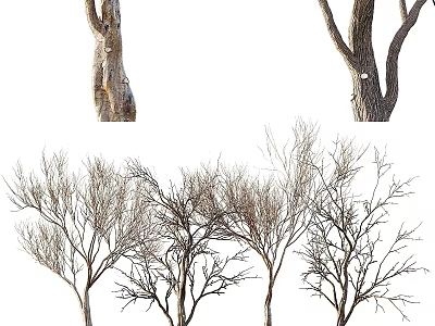 Various Arbor Trees With Different Trunk And Bare Branch Forms 3d model
