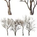 Various Arbor Trees With Different Trunk And Bare Branch Forms