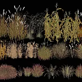 Diverse Ornamental Grasses Collection With Various Colors And Textures For Landscaping