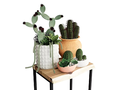 Plant Combination Cactus Multi-potted Green Plant 3d model