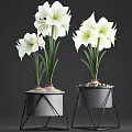 White Amaryllis Flowers In Black Geometric Pot With Pebbles And Green Stems