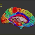 Medical Device With Colorful 3D Brain Model For Neuroscience Imaging Visualization