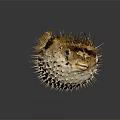 Inflated Spiny Pufferfish In Natural Ocean Habitat With Distinctive Physical Features