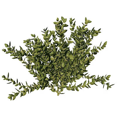 Lush Green Plant Foliage With Fresh Leaves And Natural Growth Structure 3d model