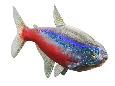 Colorful Freshwater Fish With Red Blue Silver Body Vibrant Scales And Large Shiny Eyes 3d model