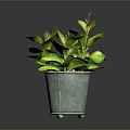 Variegated Green and Yellow Leaf Houseplant in Grey Metal Pot Against Dark Background