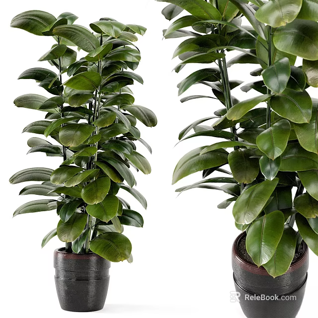 Healthy Potted Bonsai Plant With Lush Green Leaves In Dark Ceramic Pot 3d model 