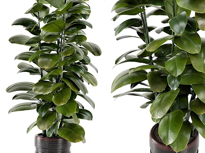 Healthy Potted Bonsai Plant With Lush Green Leaves In Dark Ceramic Pot 3d model