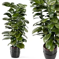 Healthy Potted Bonsai Plant With Lush Green Leaves In Dark Ceramic Pot