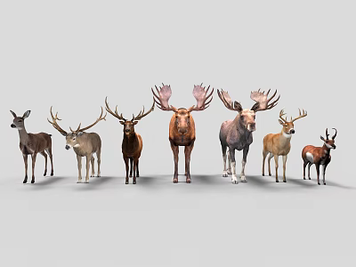 Various Deer and Moose Species Standing in a Row on Gray Background 3d model