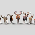 Various Deer and Moose Species Standing in a Row on Gray Background