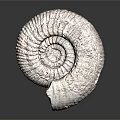 Preserved Ammonite Fossil Spiral Shell with Textured Surface Ancient Marine Animal