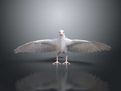 White Pigeon With Spread Wings Standing On Black Reflective Surface And Gray Gradient Background 3d model