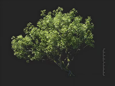 Lush Green Tree With Dense Foliage And Natural Branch Structure 3d model