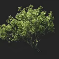Lush Green Tree With Dense Foliage And Natural Branch Structure