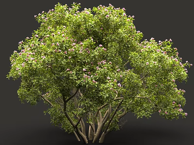 Multi Stemmed Flowering Tree With Lush Green Leaves And Pink Blossoms 3d model