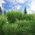 Shrubs in Lush Green Grass Field with Tall Pine Trees White Clouds and Yellow Flowers