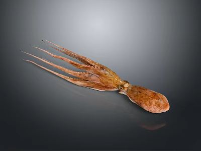 Fresh Whole Raw Squid With Extended Tentacles On Dark Reflective Background 3d model