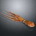 Fresh Whole Raw Squid With Extended Tentacles On Dark Reflective Background