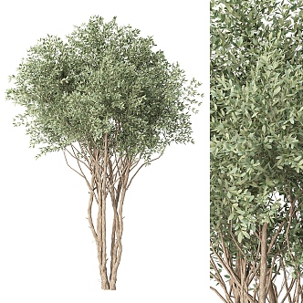 Modern White Birch Tree 3d model